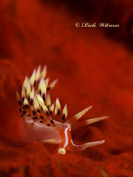 Flames :)  - Phidiana indica. G9/DS160s/2-UCL165s. by Richard Witmer 